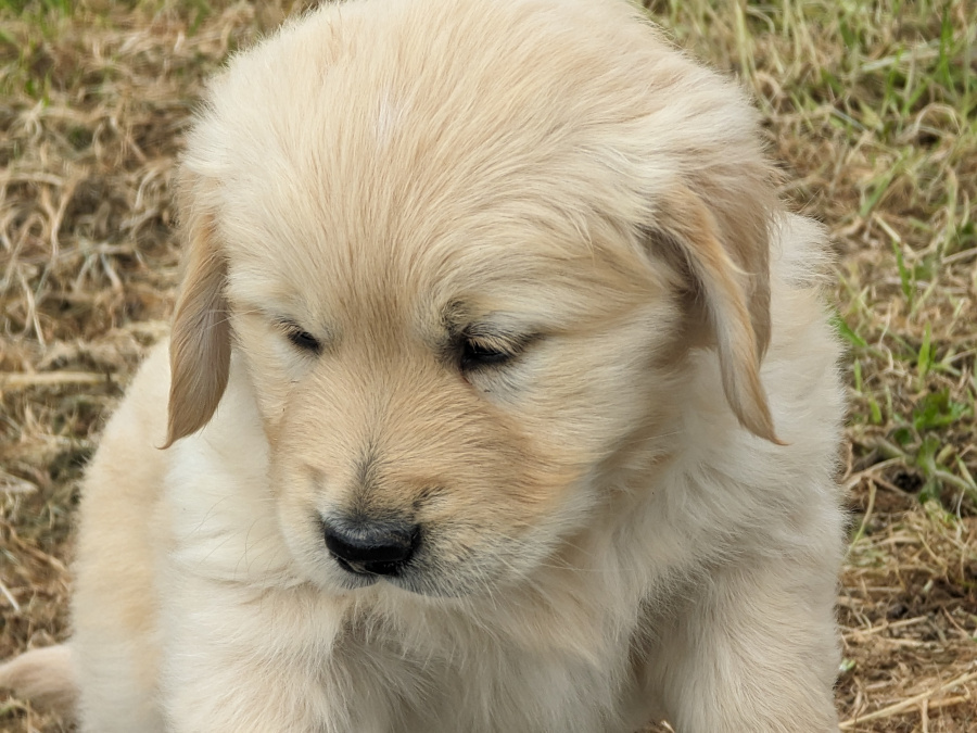 Find the current I1 and I2 using the Mesh analysis. (Ans. I1 = -0.111A a.. Find the current I1 and I2 using the Mesh analysis. (Ans. I1 = -0.111A a..